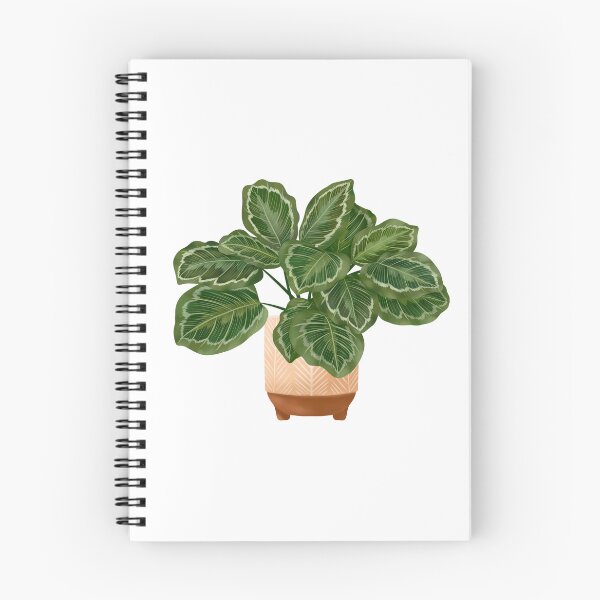 Item preview, Calathea Medallion- Prayer Plant, Potted Plant Illustration designed and sold by Ana Moguš.