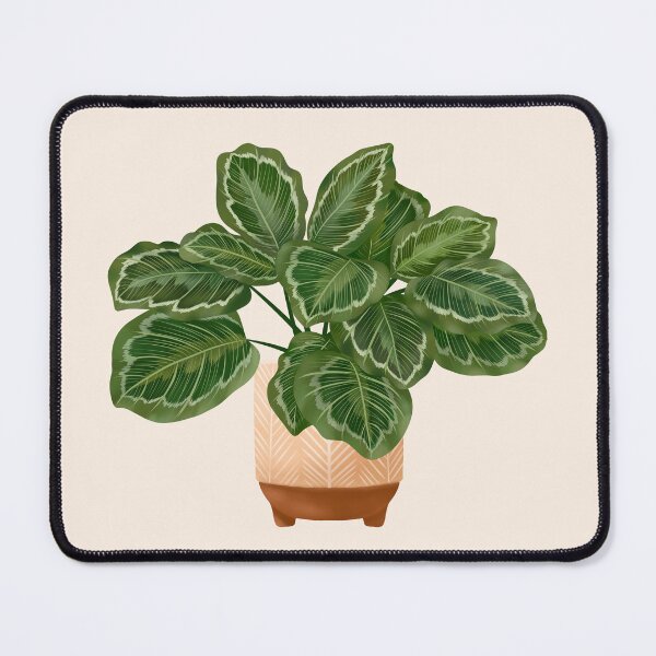 Item preview, Calathea Medallion- Prayer Plant, Potted Plant Illustration designed and sold by Ana Moguš.