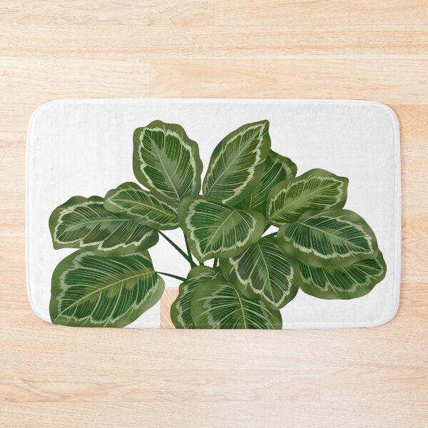 Artikelvorschau, Calathea Medaillon - Gebetspflanze, Topfpflanze Illustration entworfen und verkauft von Ana Moguš.