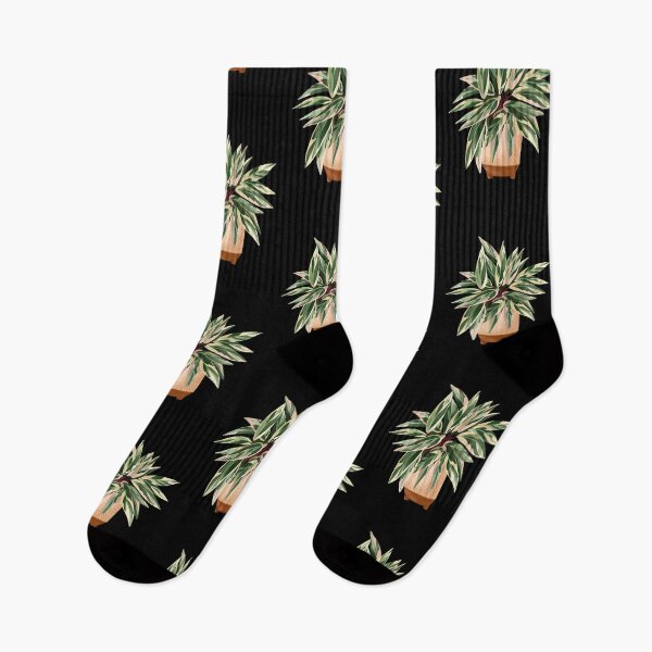 Item preview, Calathea Triostar, Potted Plant Illustration designed and sold by Ana Moguš.