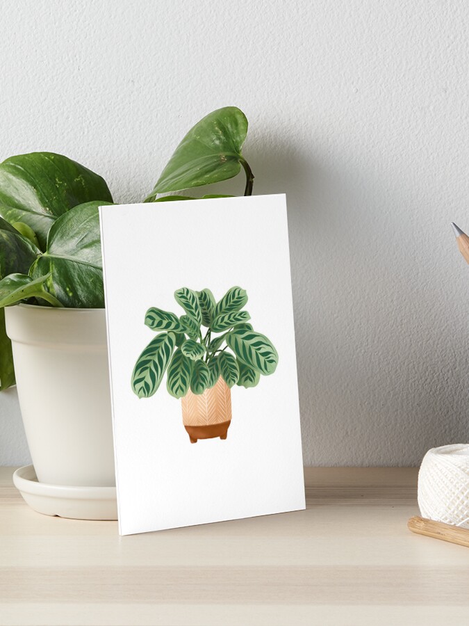 Plante Calathea | Ctenanthe Burle-Marxii Amabilis