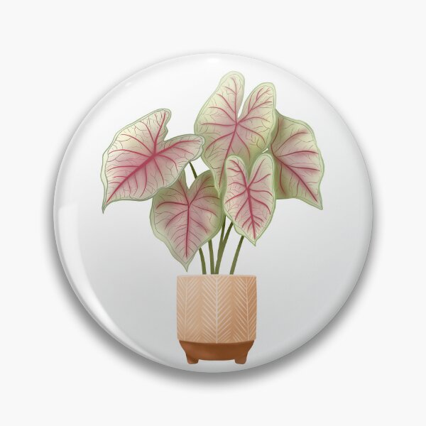 Item preview, Caladium Summer Breeze, Potted Plant Illustration designed and sold by Ana Moguš.