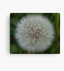 Dandelion Clock! Canvas Print