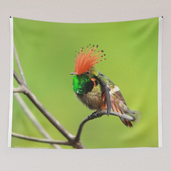 Item preview, rufous crested coquette Lophornis delattrei designed and sold by ritusdesigns.