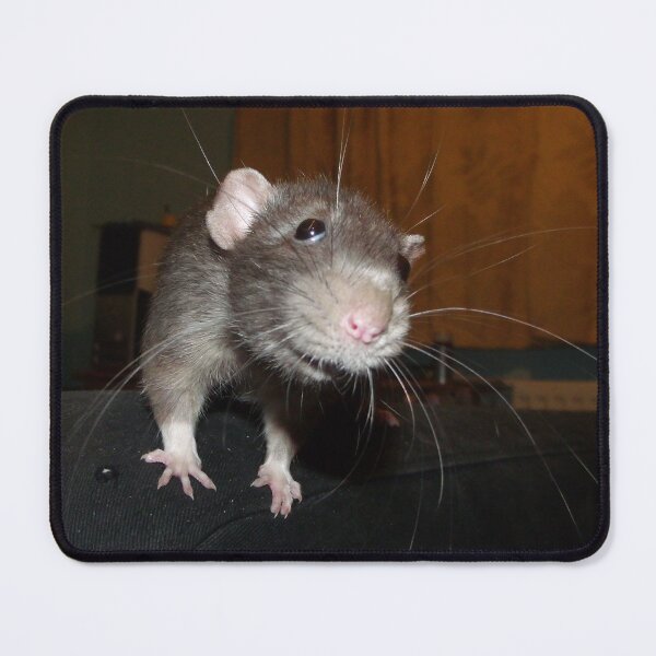 Item preview, Biff the rat designed and sold by mindgoop.