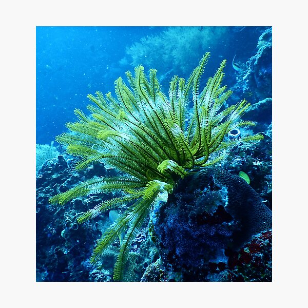 Item preview, Coral Reef designed and sold by RyansOpenDoor.