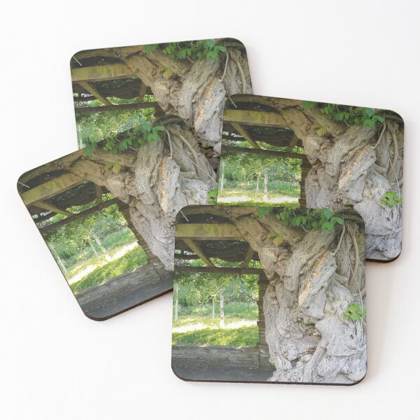 Item preview, Wisteria trunk with birches in the background designed and sold by icomeinpeace2.