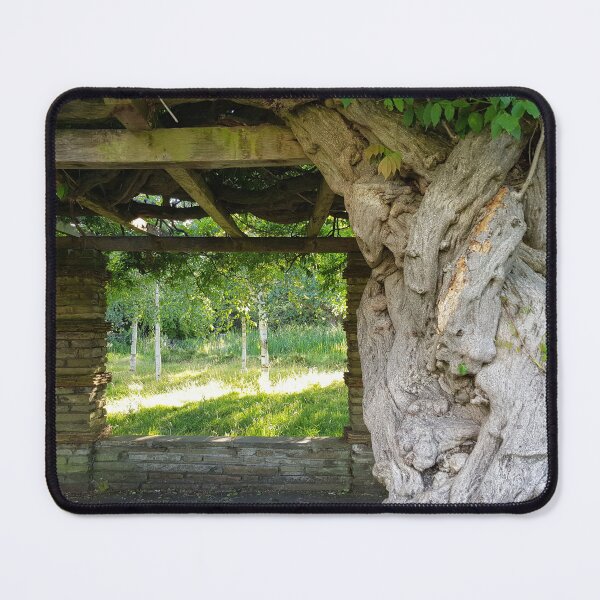Item preview, Wisteria trunk with birches in the background designed and sold by icomeinpeace2.