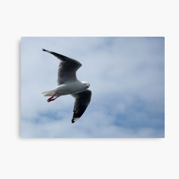 Bird's Eye View Canvas Print