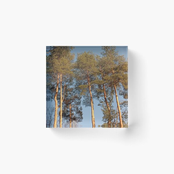 Item preview, Majestic Pines at Sunset designed and sold by mila-ola.