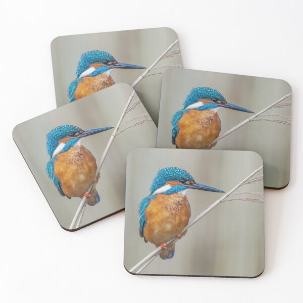 Item preview, Common Kingfisher designed and sold by Steve Liptrot Photography.