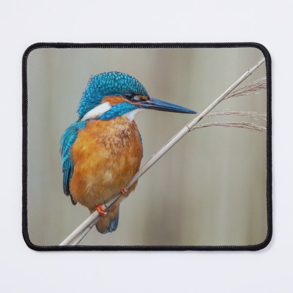 Item preview, Common Kingfisher designed and sold by Steve Liptrot Photography.
