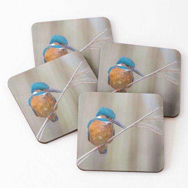 Item preview, Common Kingfisher designed and sold by Steve Liptrot Photography.