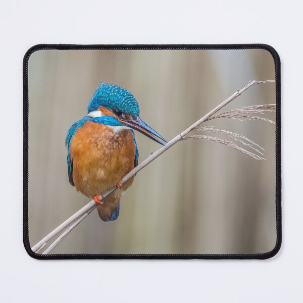 Item preview, Common Kingfisher designed and sold by Steve Liptrot Photography.