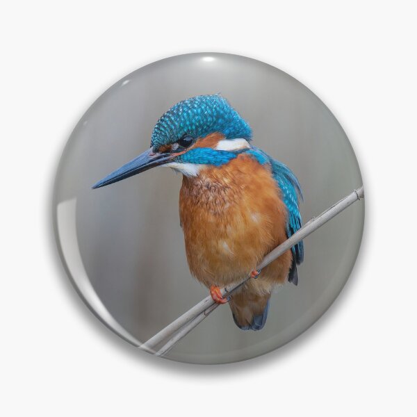 Item preview, Common Kingfisher designed and sold by Steve Liptrot Photography.