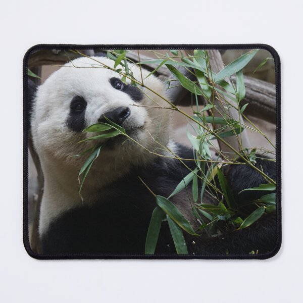 Item preview, ’Panda hiding behind bamboo leaves’ designed and sold by Raureif.