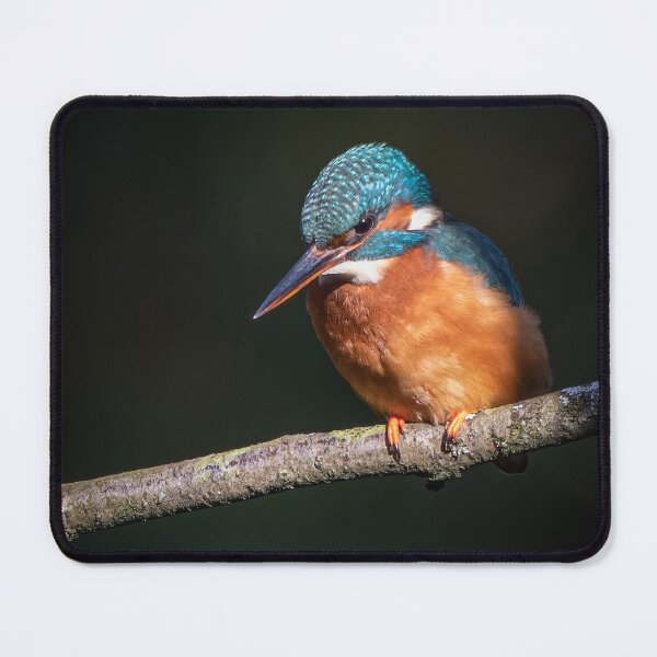 Item preview, Common Kingfisher designed and sold by Steve Liptrot Photography.