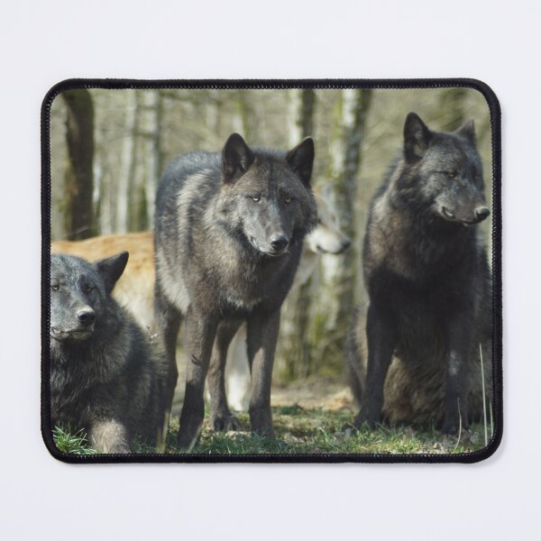 Item preview, Pack of Black Wolfs in the Forest designed and sold by Raureif.