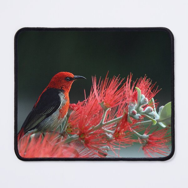 Item preview, Crimson Sunbird designed and sold by Raureif.