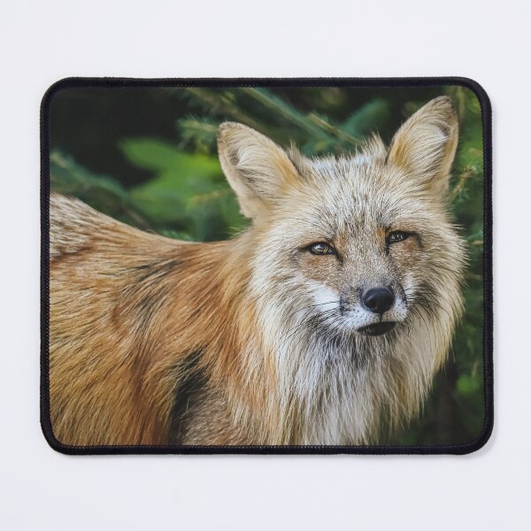 Item preview, Close-up shot of a fox designed and sold by Raureif.