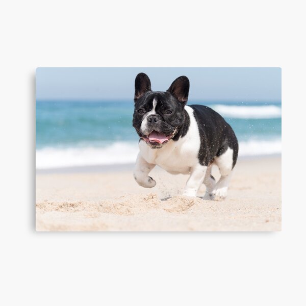 French bulldog on the beach Canvas Print