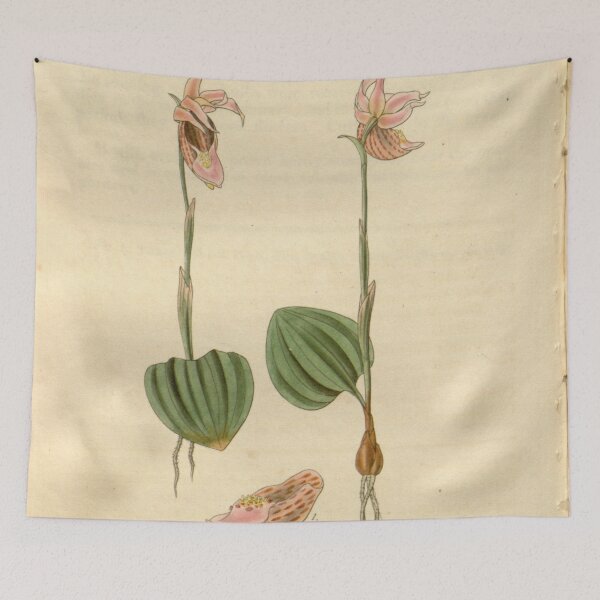 Item preview, Calypso bulbosa (as Calypso borealis) Curtis' 54 (N.S. 1) pl. 2763 (1827) designed and sold by EsotericBotanic.