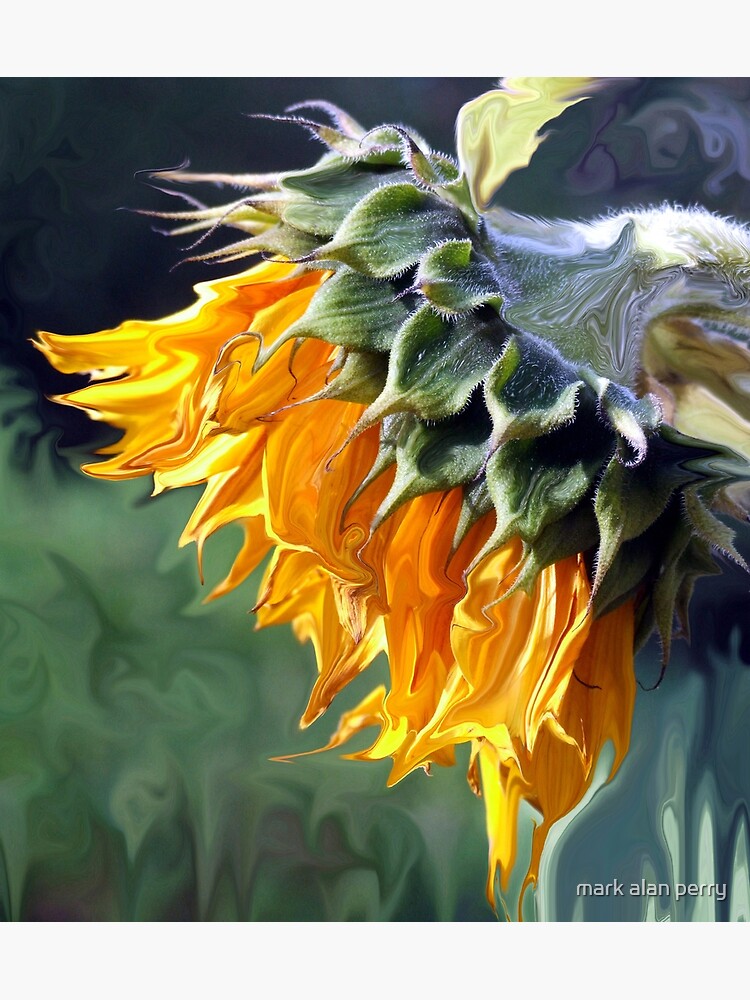 sunflower-a-symbol-of-hope-poster-for-sale-by-canso-redbubble