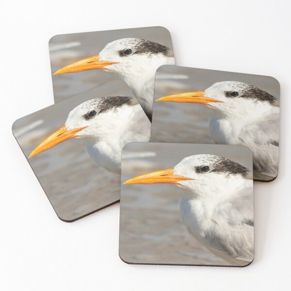 Item preview, Royal Tern Close Up designed and sold by ILD-Photography.