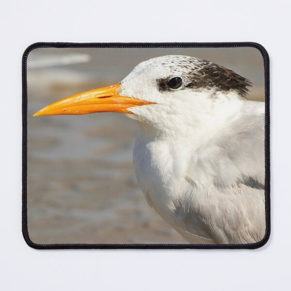 Item preview, Royal Tern Close Up designed and sold by ILD-Photography.