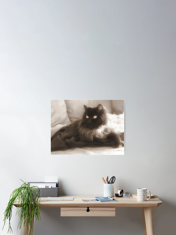 Thumbnail 2 of 3, Poster, Fluffy Ragdoll designed and sold by TimeWastingHero.