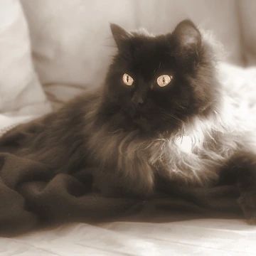 Artwork thumbnail, Fluffy Ragdoll by TimeWastingHero