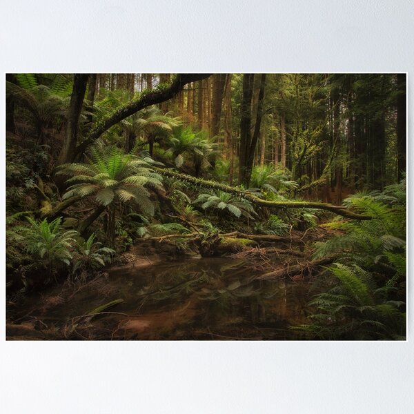 Item preview, Redwoods, Otways, Victoria designed and sold by Margaret Metcalfe.