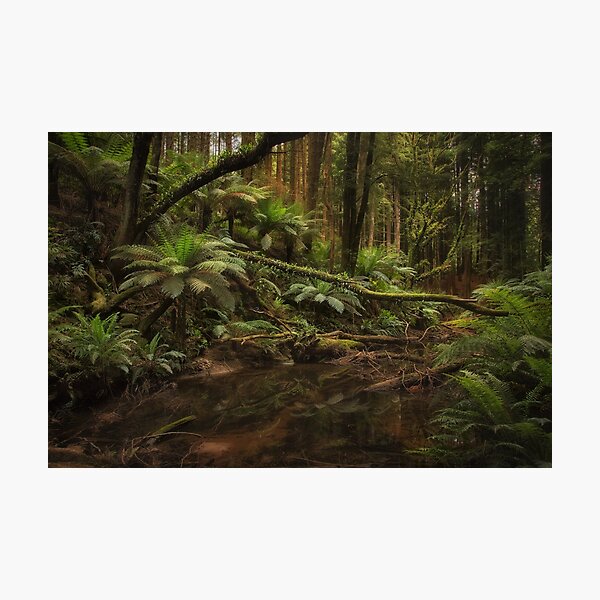 Item preview, Redwoods, Otways, Victoria designed and sold by Margaret Metcalfe.