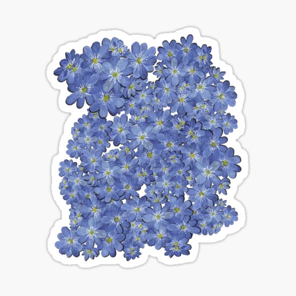 Hepatica 3 Sticker