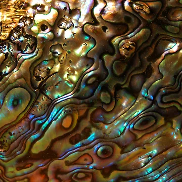 Artwork thumbnail, Abstract Shell by Geetee