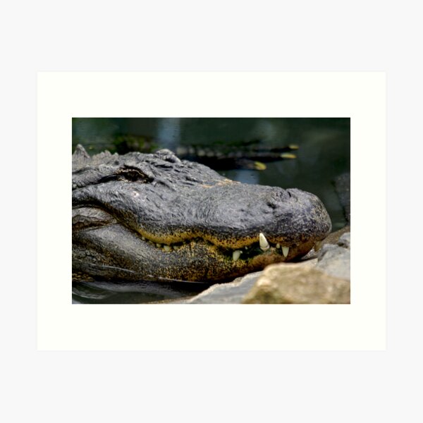 Alligator Art Print