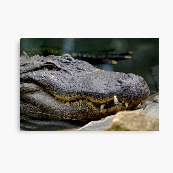 Alligator Canvas Print