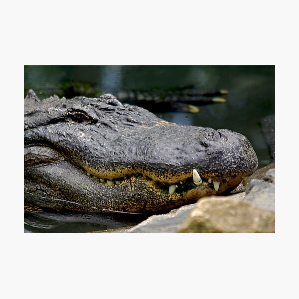 Alligator Photographic Print