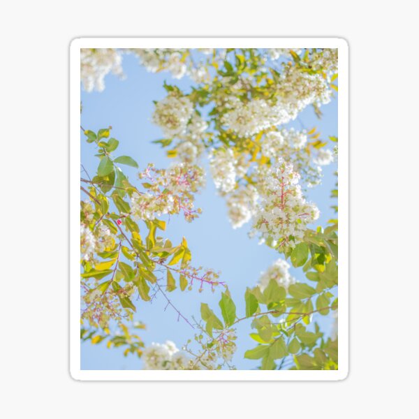 Beautiful White Flowers, Green Leaves, & Blue Sky Sticker
