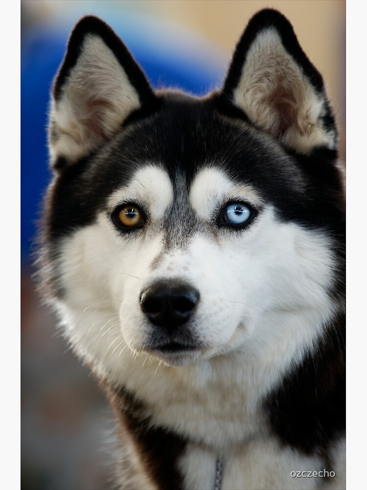 惑星抱擁 Jambo Lacquer x Dusty Husky DTN17A__57986.1373044321.500.
