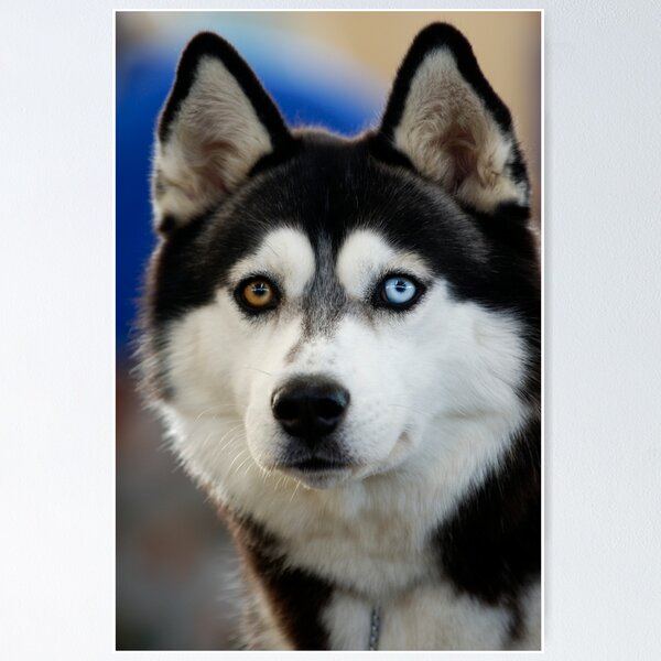Siberian Husky Poster