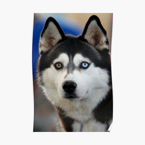 Siberian Husky Poster