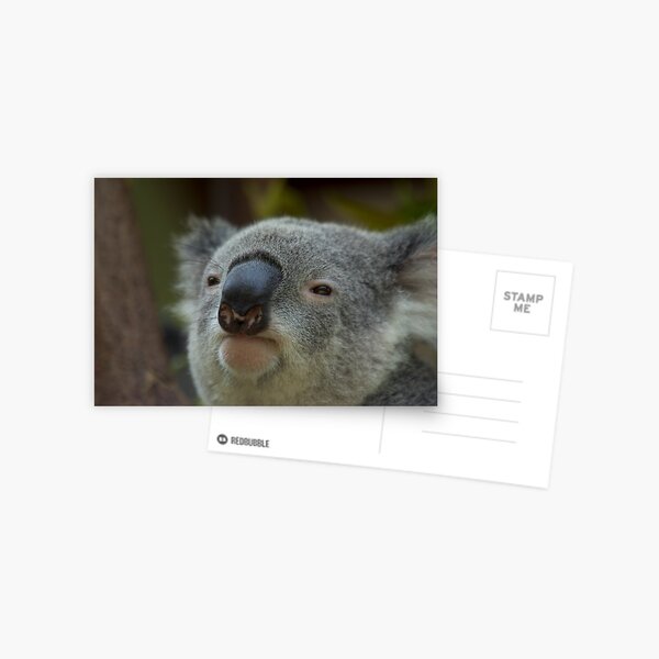 Koala Postcard