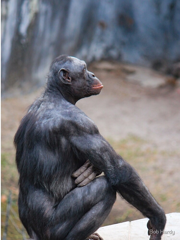 Bonobo