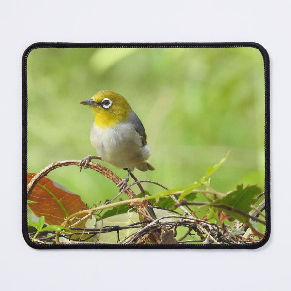 Item preview, Silver Eye in the Australian wetlands designed and sold by Dragonsfield.