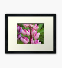 Pink Lupin Framed Print