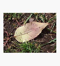 Fallen Photographic Print