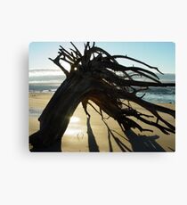 McEwens Beach sunrise Canvas Print
