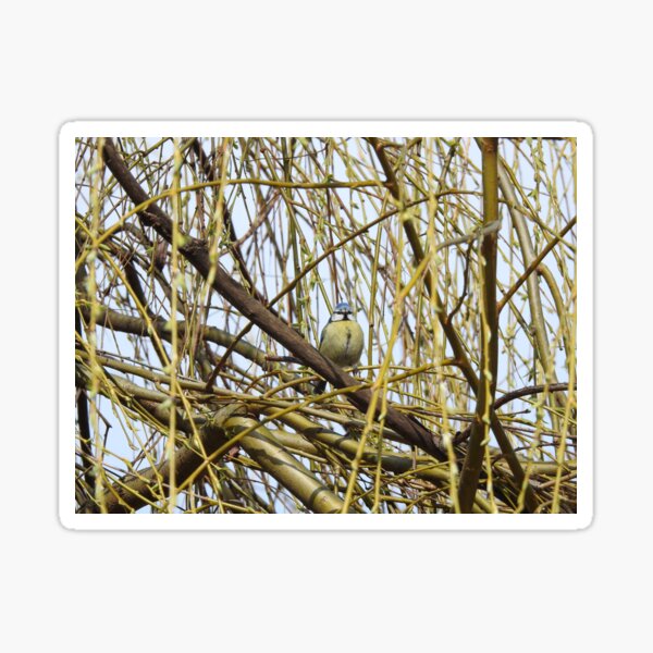 Item preview, Blue Tit in Willow branches designed and sold by TwistedClassics.