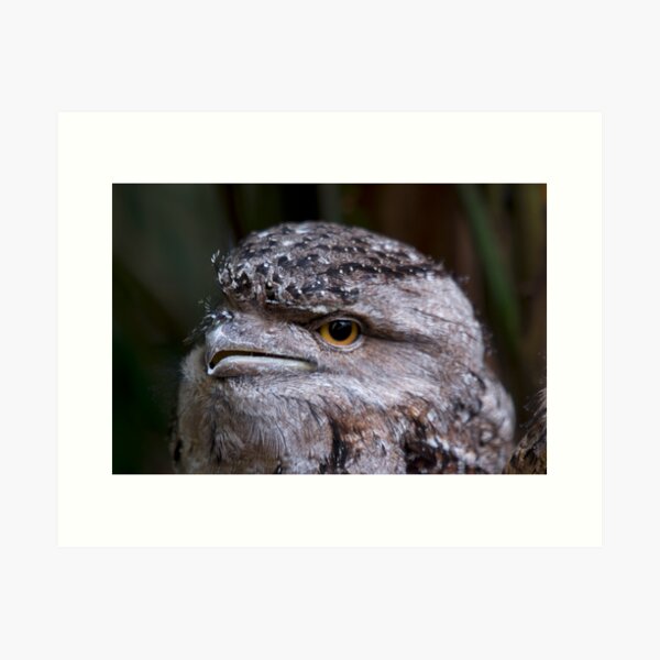 Tawney Frogmouth Art Print